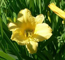 Hemerocallis 'Happy Returns'