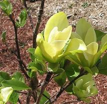 Magnolia x 'Yellow Bird'