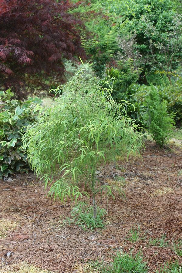 Acer palmatum 'Koto Ito Komachi' Hess Landscape Nursery Finleyville