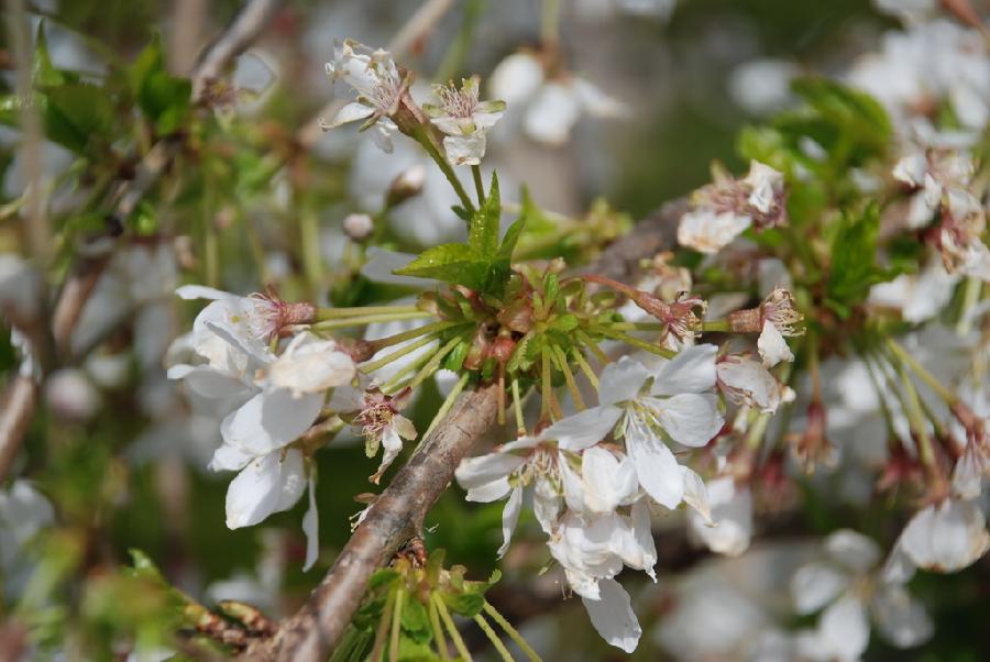 Prunus x 'Snofozam' The Site Gardener