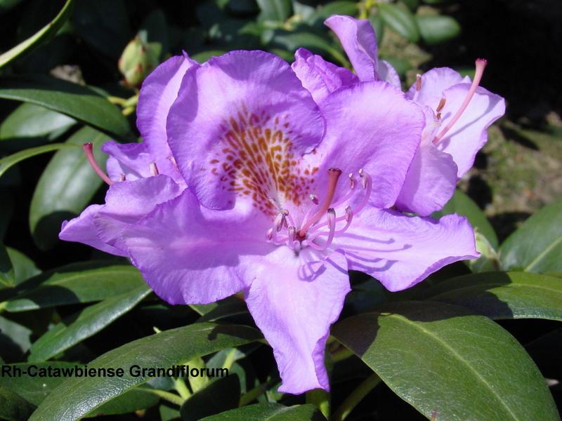 Rhododendron Cat. Grandiflorum The Site Gardener