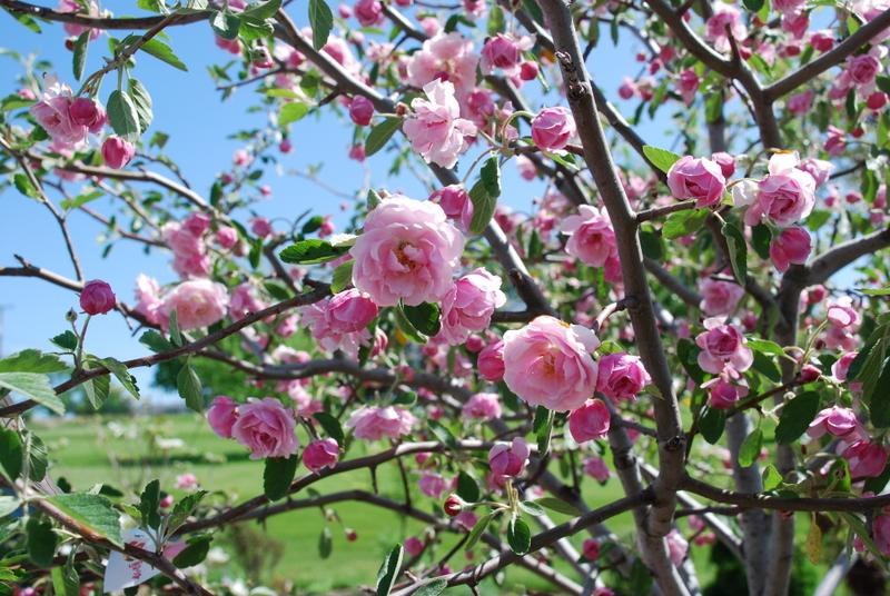 malus-prairie-rose-the-site-gardener