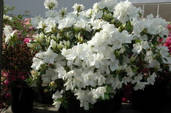 Azalea 'Girard's Pleasant White'(Girard Hybrid)