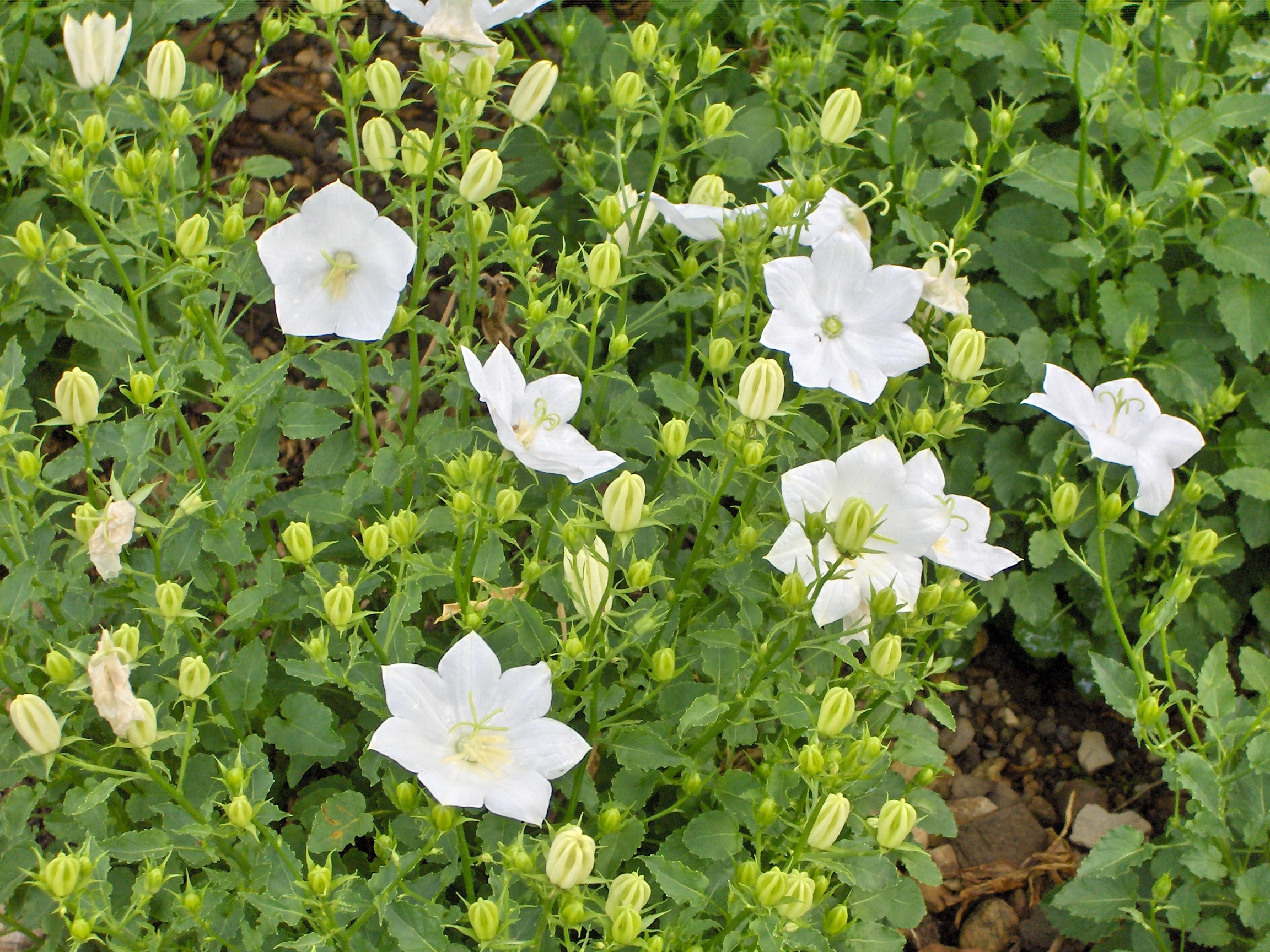 Campanula Seeds - Clips Series - White main image 0
