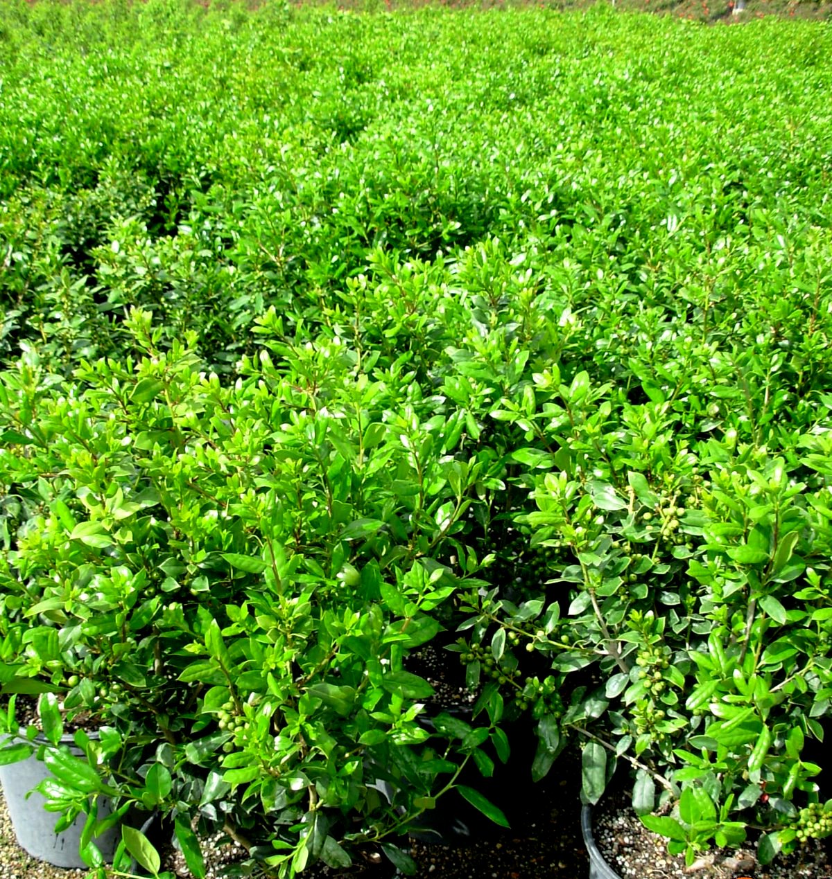 Ilex cornuta 'Needlepoint' The Site Gardener