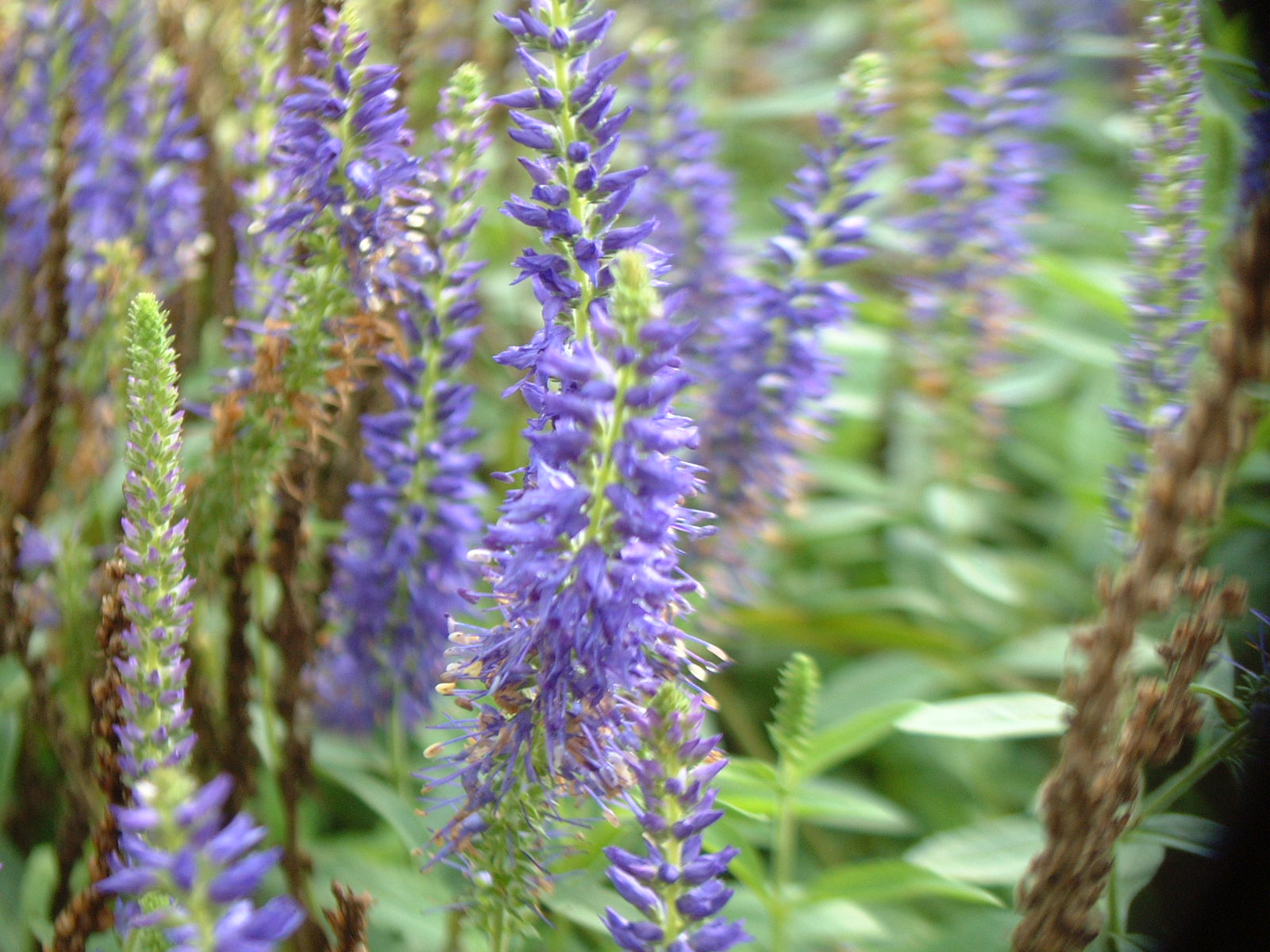 Veronica Goodness Grows The Site Gardener