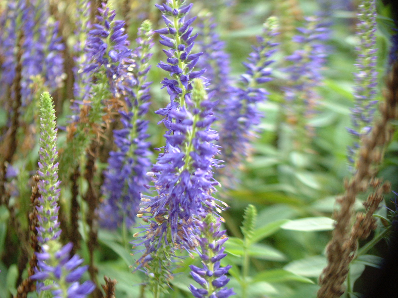 Veronica spicata Goodness Grows - The Site Gardener