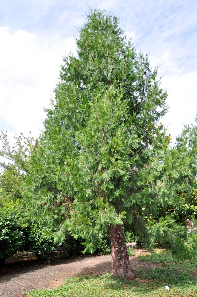 Thuja occidentalis Spicata Aurea The Site Gardener