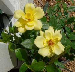 Rosa Golden Showers (yellow, climber)