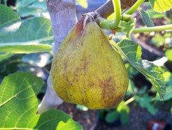 Fig Lattarulla