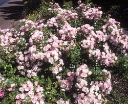 Rosa Flower Carpet Apple Blossom