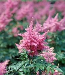 Astilbe japonica Rheinland