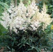 Astilbe Rock & Roll