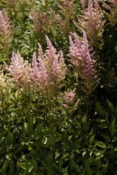 Astilbe japonica Rheinland