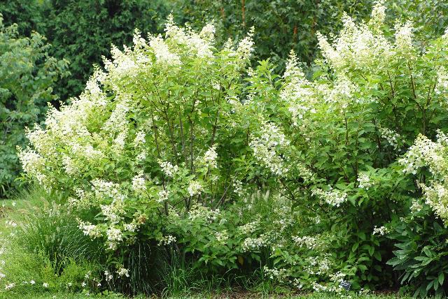 Hydrangea paniculata 39;Kyushu39;  The Site Gardener