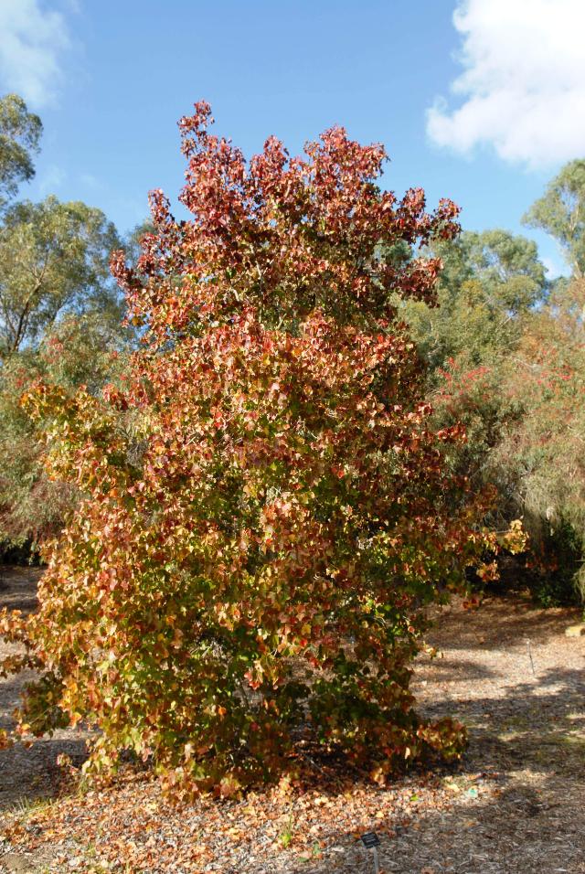 Liquidambar styraciflua 'Rotundiloba' The Site Gardener