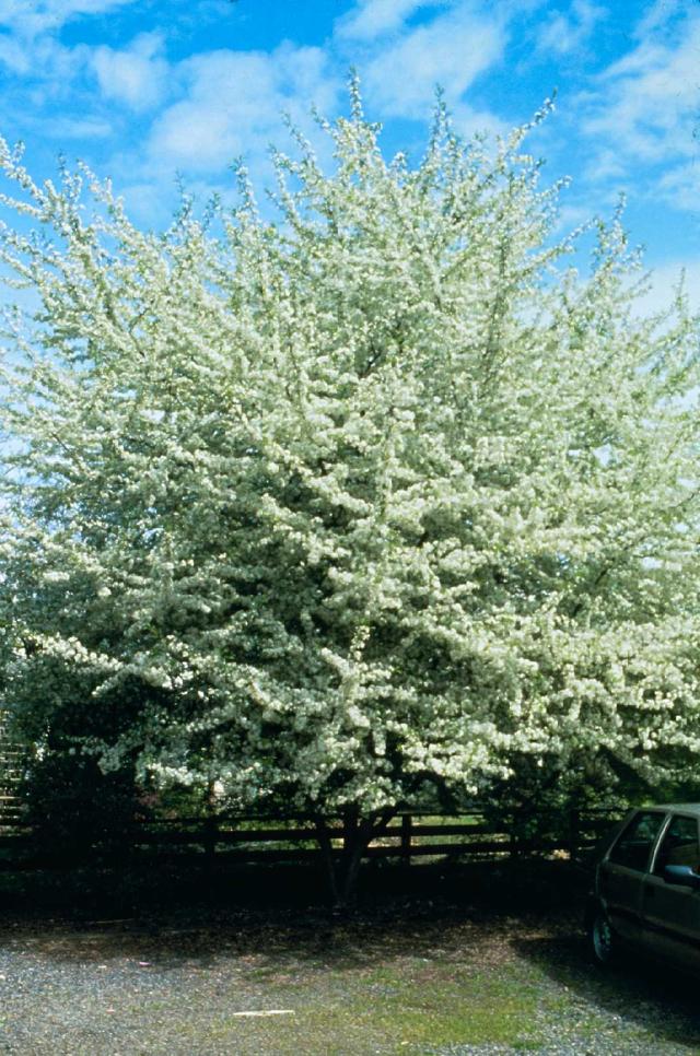 Malus 'Schmidtcutleaf'(GOLDEN RAINDROP) The Site Gardener
