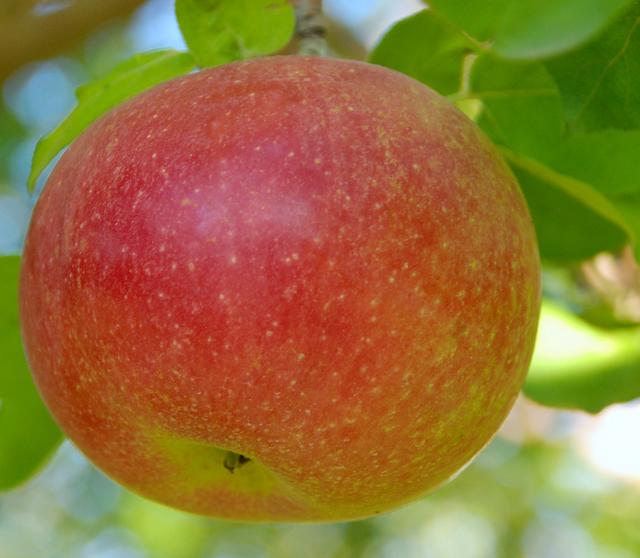 Malus domestica 'Mcintosh' The Site Gardener