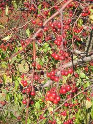 Malus 'Molazam'(MOLTEN LAVA)