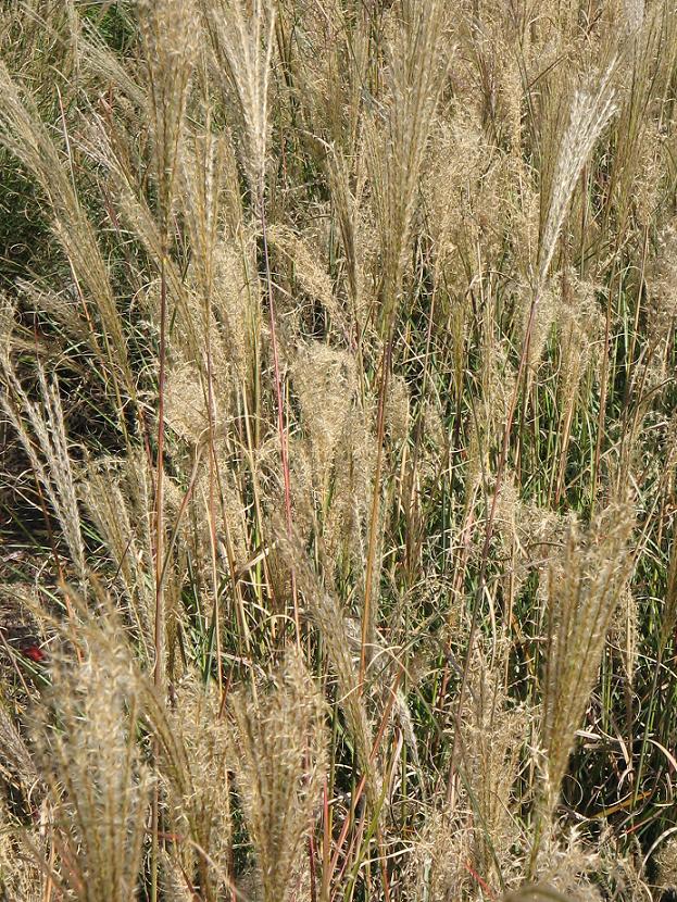 Miscanthus sinensis 'Yakushima Dwarf' The Site Gardener