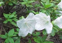 Azalea 'Girard's Pleasant White'(Girard Hybrid)