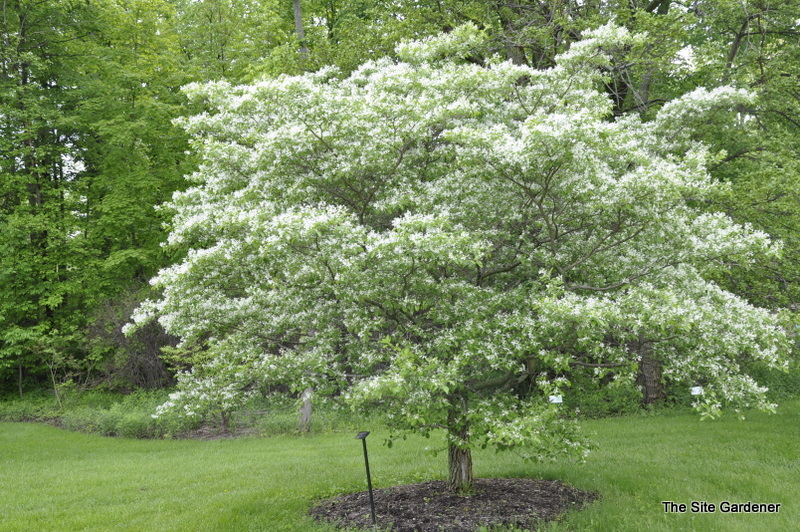 Chionanthus retusus - The Site Gardener