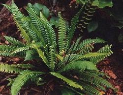 Blechnum spicant