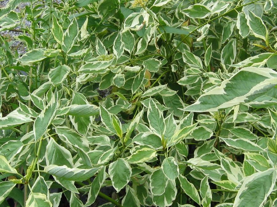 Cornus sericea Silver and Gold The Site Gardener