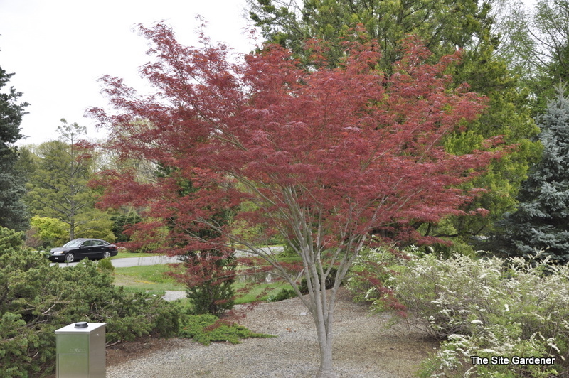 Acer Palmatum 'Hubbs Red Willow' .