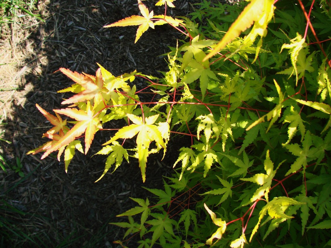 Acer Palmatum 'Mizuho Beni' - The Site Gardener