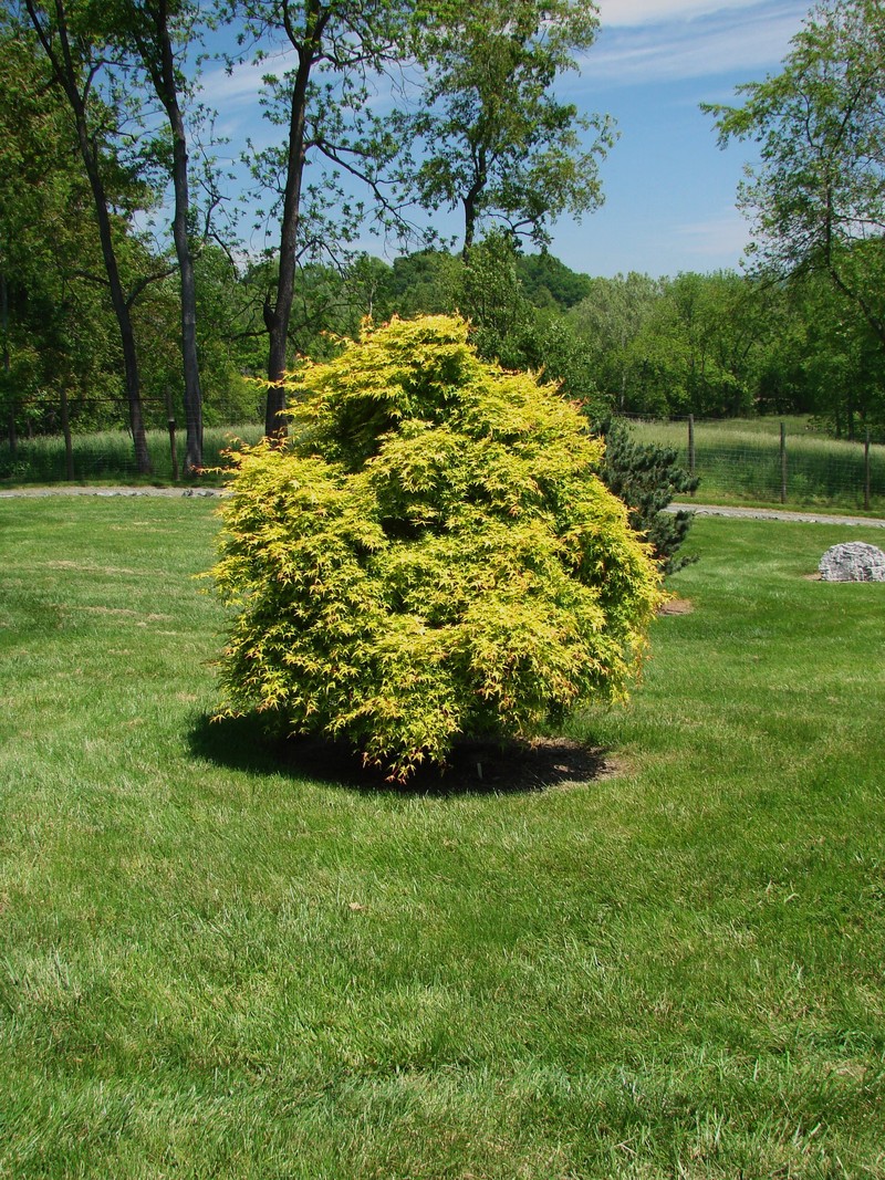 Acer Palmatum 'Mizuho Beni' - The Site Gardener