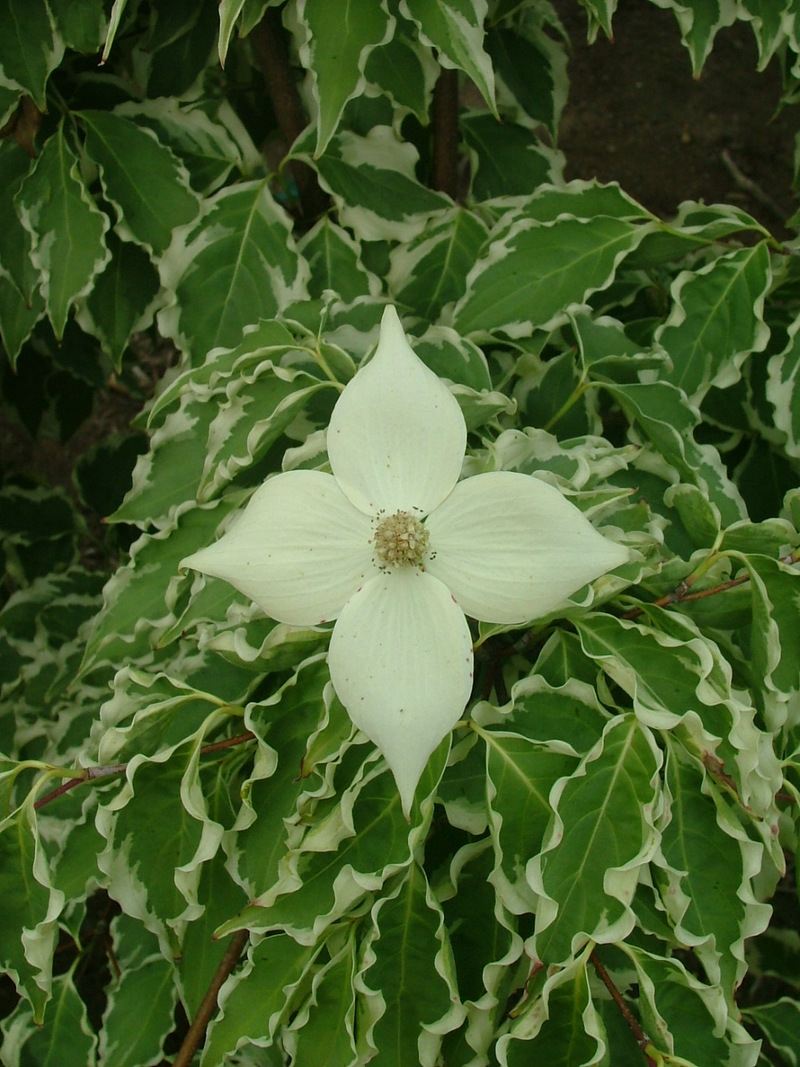 cornus-kousa-samzam-the-site-gardener