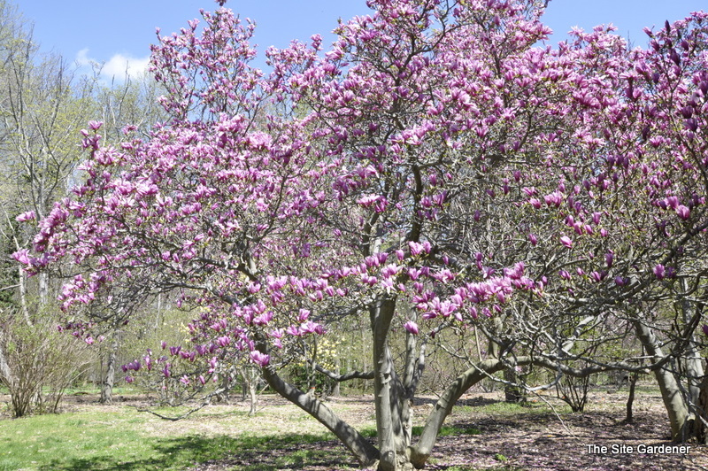 Magnolia Judy The Site Gardener