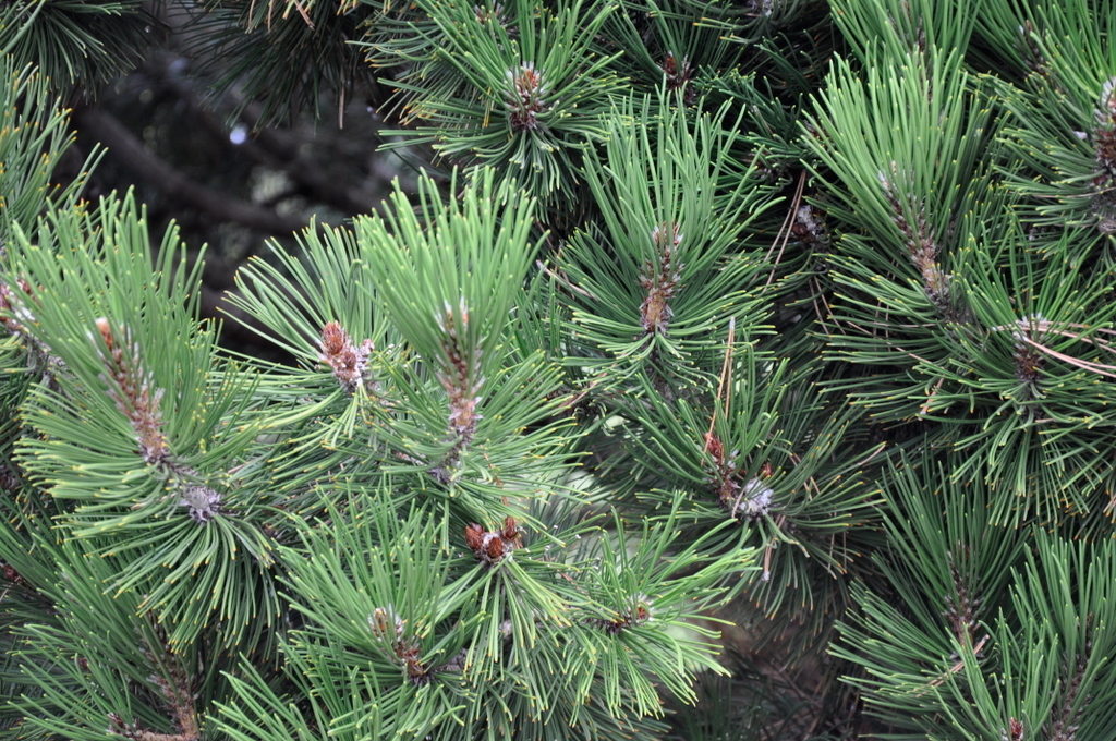Pinus Heldreichii Compact Gem - The Site Gardener