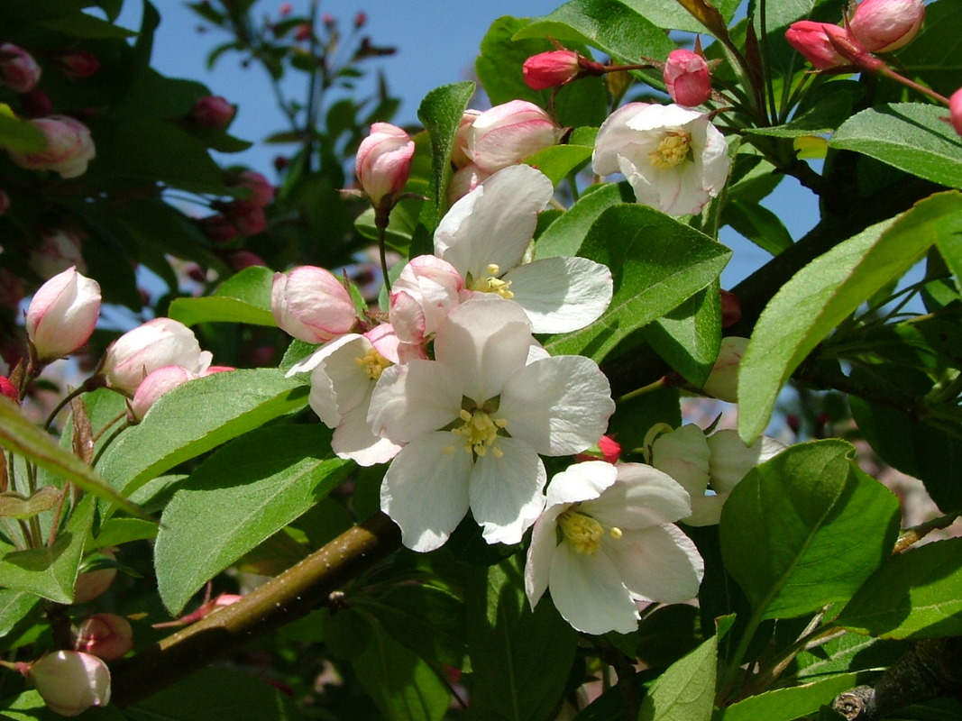 Malus Butterball Fruits С†РІРµС‚РєРё