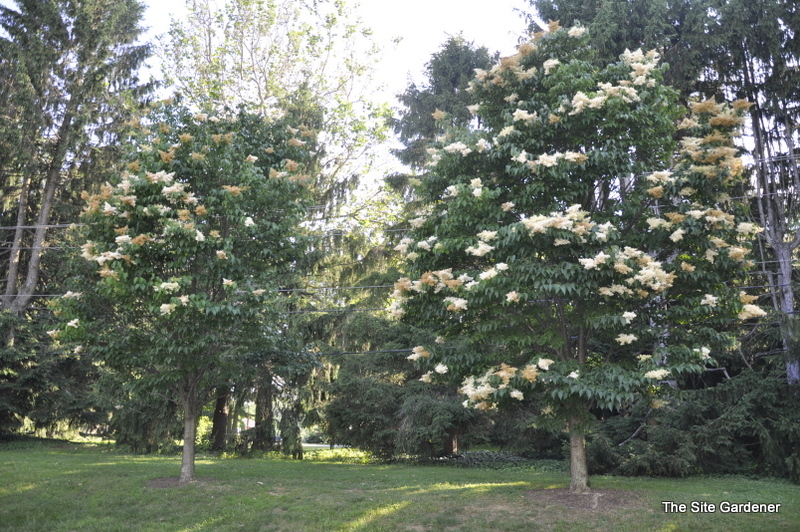 Syringa reticulata 'Ivory Silk' - The Site Gardener