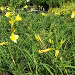 Hemerocallis 'Happy Returns'