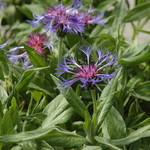 Centaurea Blue