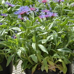 Centaurea Blue