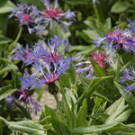 Centaurea Blue