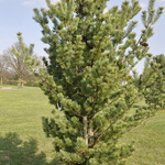 Pinus Parviflora 'Venus'