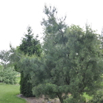 Pinus Strobus Bennets Contorted