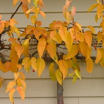 Malus 'Molazam'(MOLTEN LAVA)