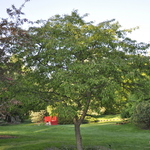 Malus 'Molazam'(MOLTEN LAVA)