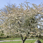 Malus 'Molazam'(MOLTEN LAVA)