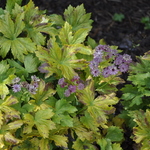 Astrantia 'Abby Road' PPAF