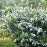 Spirea Fire Light