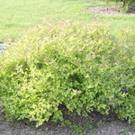 Spirea Fire Light