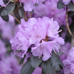 Rhododendron Girard Dwarf Lavander