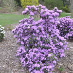 Rhododendron Girard Dwarf Lavander